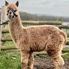 TOFT Nautilus Light Fawn Stud Male standing at TOFT Alpaca Stud